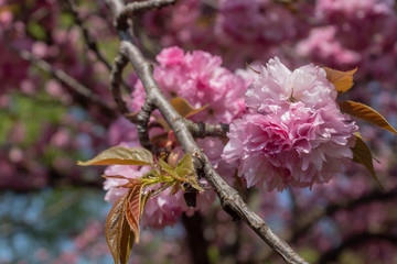 Decorative Cherry Tree Spring Blossom