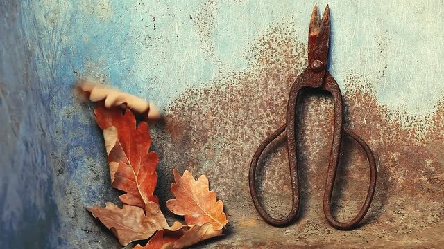 old rusty scissors acorn leaves nobody hd footage 