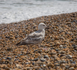 Möwe am Strand von Eastbourne England