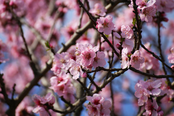 Mandelblüten, Kirschblüten