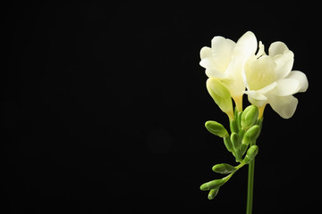 Fototapeta na wymiar Beautiful freesia with fragrant flowers on black background. Space for text