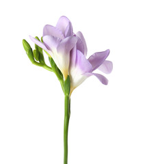 Fototapeta premium Beautiful freesia with fragrant flowers on white background