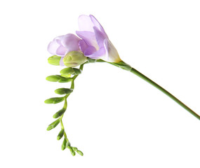 Beautiful freesia with fragrant flowers on white background