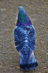 pigeon