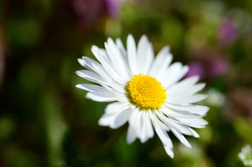 Einzelnes Gänseblümchen