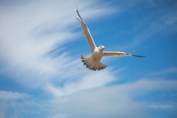fliegende Möwe am Strand von Eastbourne England
