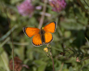 lycaena italica - eurydame - hippothoe