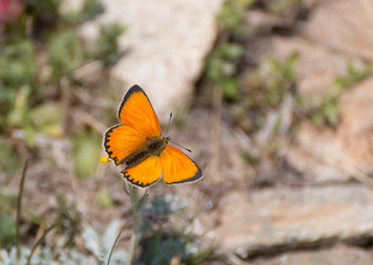 lycaena italica - eurydame - hippothoe