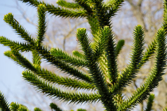 View of the leaves of the Araucaria araucana (monkey puzzle tree)