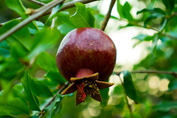 Ripe pomegranate fruit on tree branch, Ripe pomegranate fruits hanging on a tree branches green background.