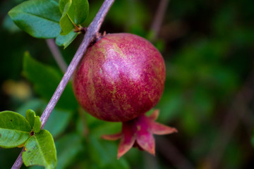 Ripe pomegranate fruit on tree branch, Ripe pomegranate fruits hanging on a tree branches green background.