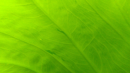 texture of green leaf