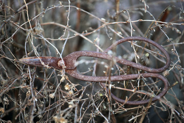 old rusty scissors spring garden 