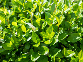 Closeup of green leaves in sunlight