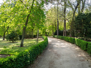 Fototapeta na wymiar Hedgerow and footpath in a park