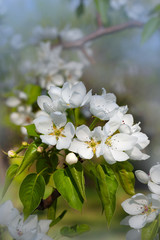 Naklejka na ściany i meble Blossom of white flowers on apple tree in spring