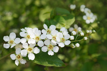 Blooming bird cherry tree branch with white flowers on blurred background in springtime