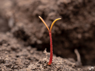 Blade of grass with red stem grows against brown earth background