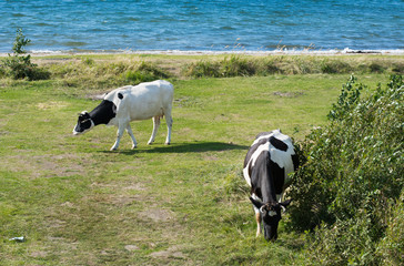 cows in a field