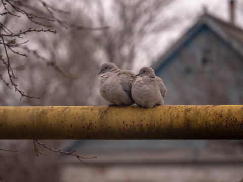 Dove (Columba palumbus) Couples of Pigeons in love demonstrate their desire for each other on yellow pipe with village house in background