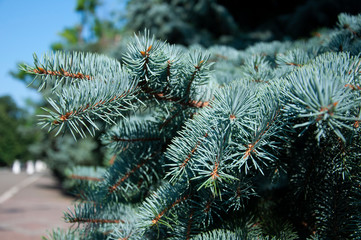 Branch of spruce with fir-needles blue color. Summer 