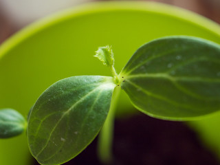 Cucumber germinated from seeds. First tender green leaf in pot for seedlings.