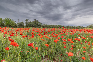 poppy field of red poppies