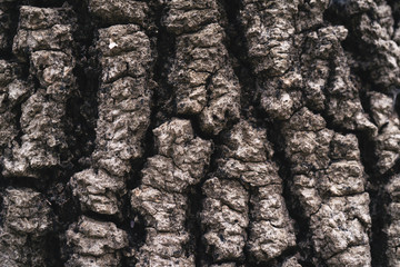 Tree bark texture close up macro. A background wooden with Imitation of skin of a crocodile. Copy space. The photo is horizontally