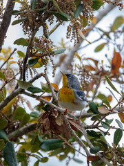 The deep yellow and brilliant blue of the Northern Parula bird feathers easily attracts the eye