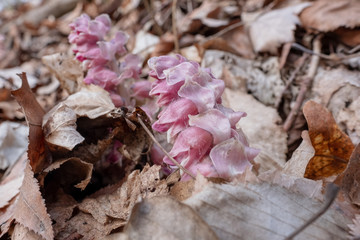 Latraea squamaria Schuppenwurz