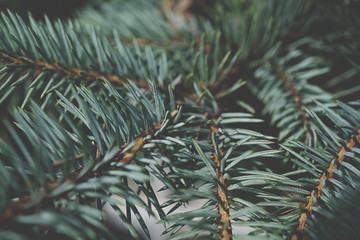 Naklejka na ściany i meble Fir tree brunch close up. Shallow focus. Fluffy fir tree brunch close up. Christmas wallpaper concept. Copy space.
