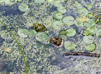 frog in pond