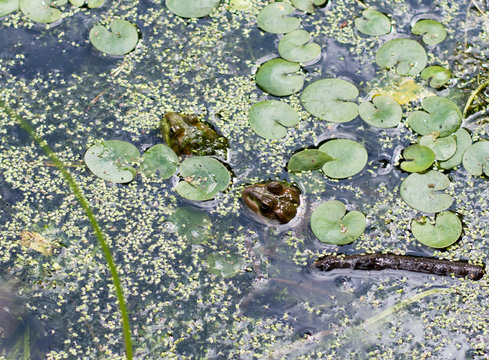frog in pond