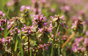 Blossom of Lamium purpureum
