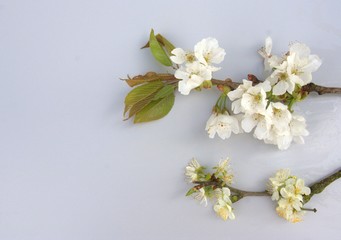 Fototapeta na wymiar branches de cerisier et prunier en fleurs au printemps