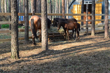 horse, foals, nature
