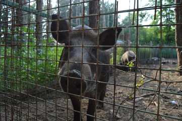 Vietnamese pig, closeup, portrait