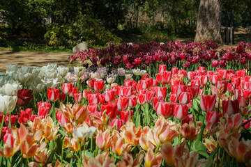 Beautiful tulips blossom in a sunny day at Descanso Garden