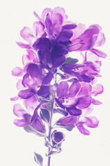 Purple  flower isolated on white background