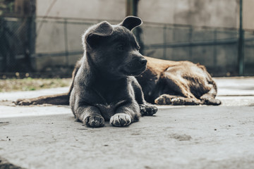 Little gray puppies. Home Dog. Beautiful Background.