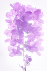 Fototapeta na wymiar Purple flower isolated on white background
