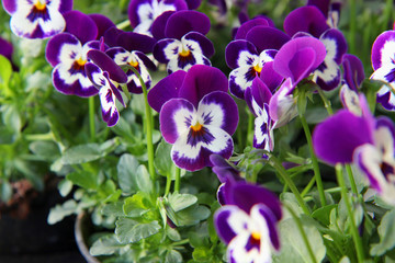 spring flowers in the garden. Colorful pansies in the garden. Floral landscape