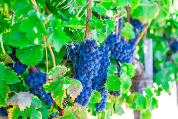Big cluster of blue grapes on a branch close up
