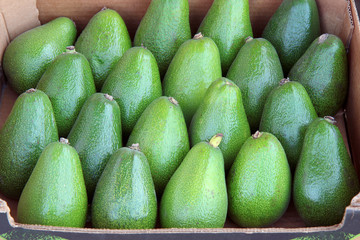 avocado on market