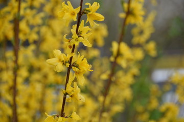 Forsythienzweig 2