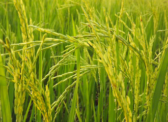 Green rice fields make you feel refreshed.