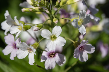 Obraz premium Pinnate Coralroot Flowers in Bloom in Springtime