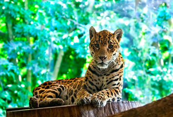 leopard has a rest against tropical vegetation