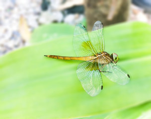 Dragonfly is on the green leaf.