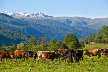 Fototapeta na wymiar herd of cows grazing on a mountain pasture
